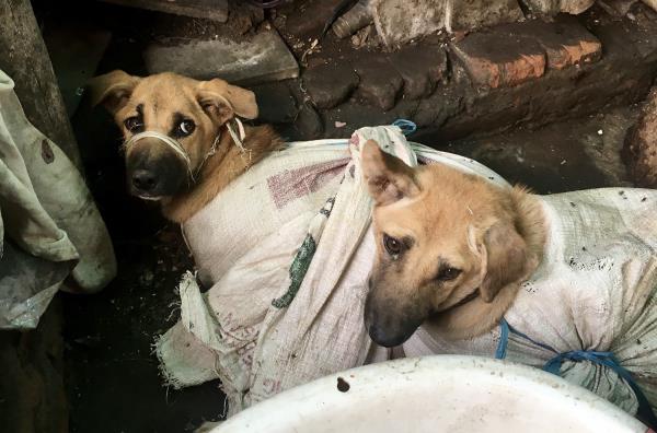 印尼警方拦截了一辆载有78只受伤狗的卡车，狗肉商贩将首次被起诉