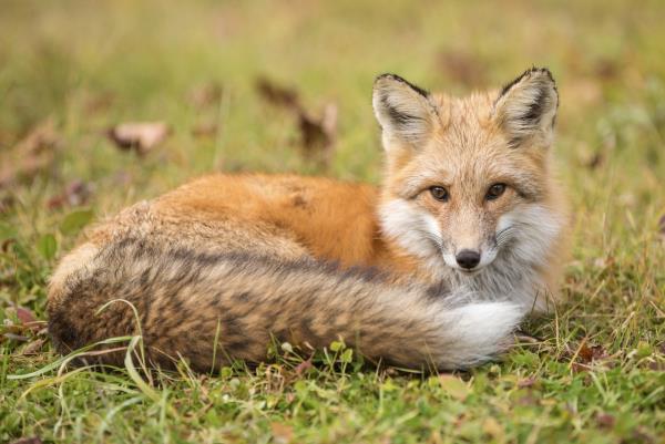 内华达山脉红狐，北美最稀有的哺乳动物之一，获得濒危物种法案保护