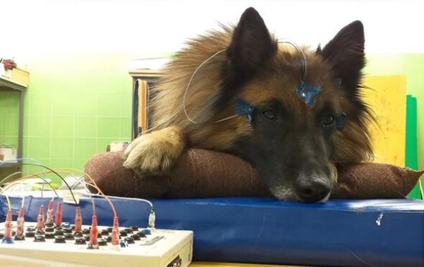 A dog in the experiment